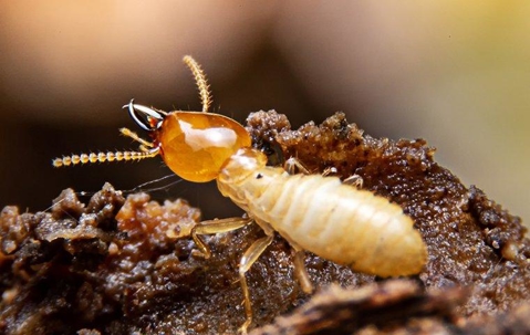 Termite crawling on wood matter.