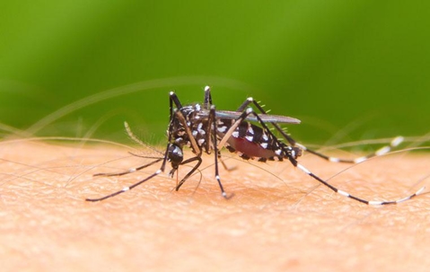 Mosquito bites someone's skin and fills its abdomen with blood.