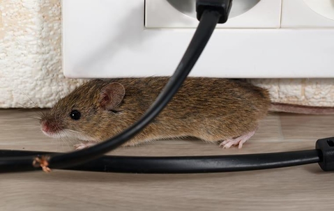 House mouse chewing on electrical wiring.