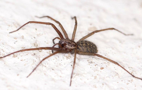 House spider crawling on the floor.