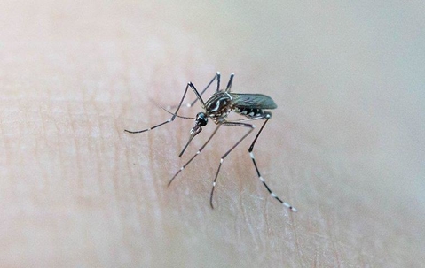 Mosquito biting someone's skin.