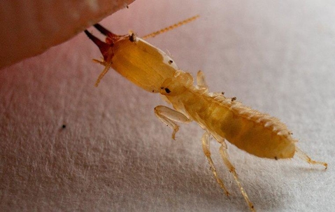 Yellow termite biting something.
