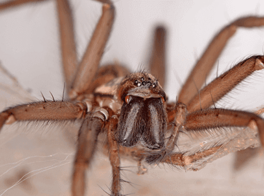 Brown house spider with large fangs.