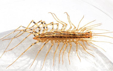 House centipede in a clear round glass container on a white surface.