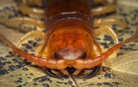 Centipede crawling on a dried leaf.