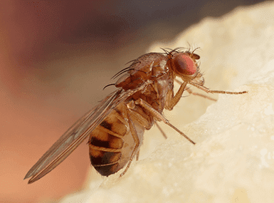 Fruit fly crawling on a fruit.