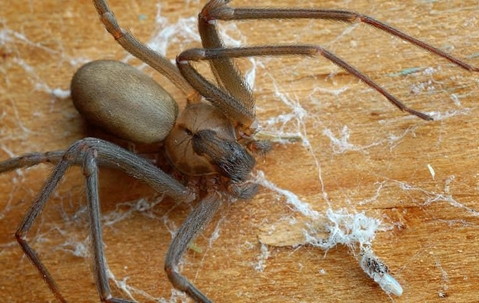 Brown Recluse Spider crawling on a web and debris filled surface.