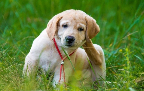 Large light-brown puppy scratching itself while sitting in grass.