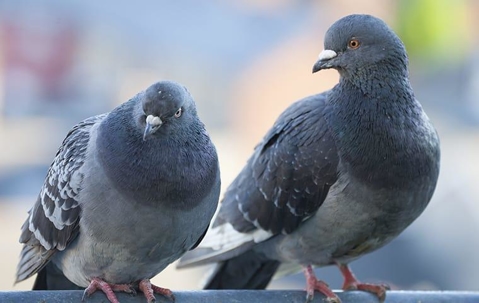 Pigeons on a railing.