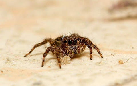 Jumping Spider crawling on a dirty kitchen floor.