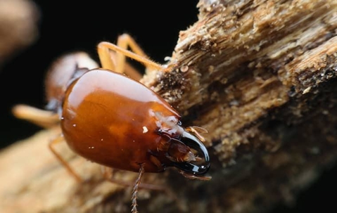 termite