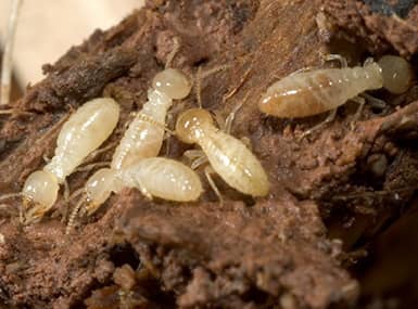 Termites in water damaged wood.
