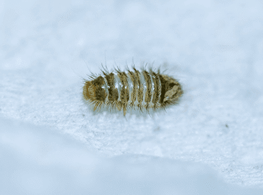 Carpet Beetle larvae on fabric.