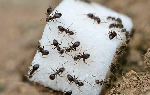 Colony of ants on a sugar cube on the ground.