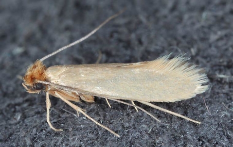 Cloths Moth crawling on fabric.