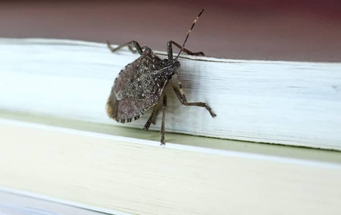 Stink Bug crawling on wood.