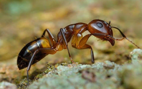 Carpenter Ant crawling on the ground.