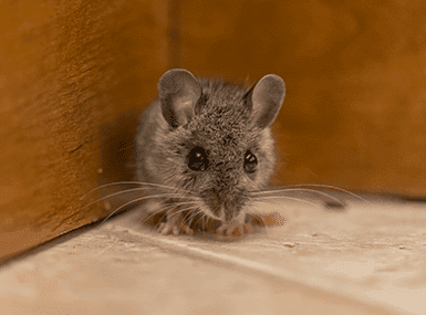Mouse at the corner of a brown wall and white floor.
