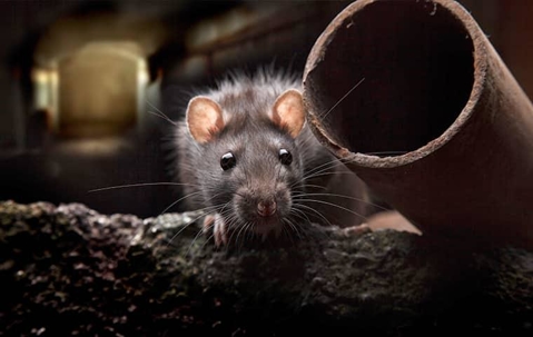 Rat crawling in a dark basement hallway with rusted pipes.