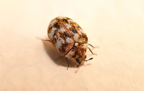 Carpet beetle on a light surface.