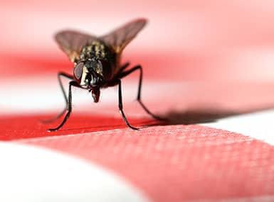 House fly on a classic checkered tablecloth.