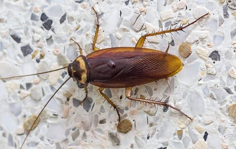 American Cockroach crawling on a granite kitchen countertop.