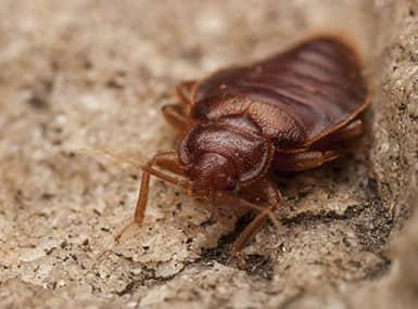 Bed bug crawling.