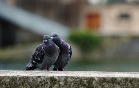 Two pigeons close together on top of a stone fence.