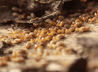 Colony of termites crawling on wooden matter.