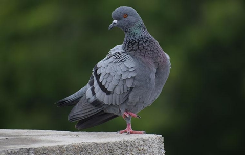 Pigeon walking on a ledge.