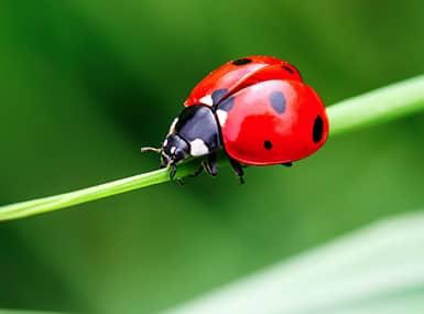 Red Lady Bug crawling on a blade of green grass.