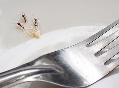 Three ants eating food stains on plate.