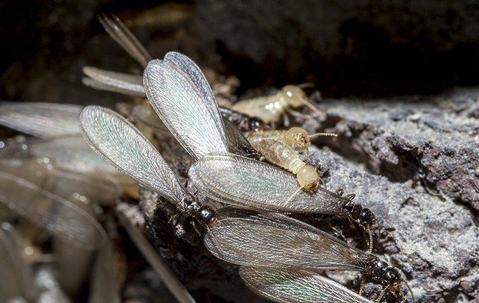 Termite Swarmers crawling on rocks at night.