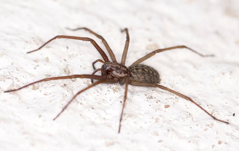 Brown house spider crawling on a white surface.