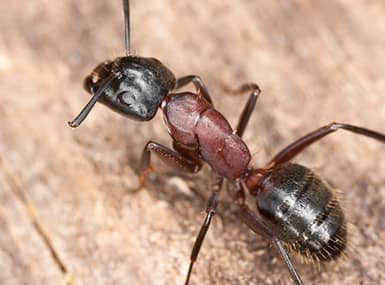 Carpenter Ant crawling on a wooden surface.