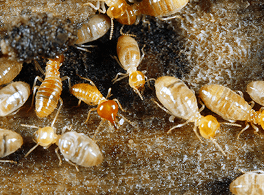 Termites in their colony.