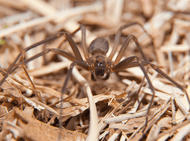 Brown Recluse Spider on dried grass.