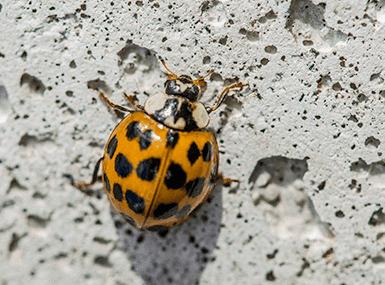 Lady Beetle crawling up a rough cement wall.