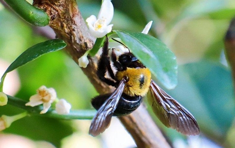 Carpenter Bee drinking nectar from a flower.