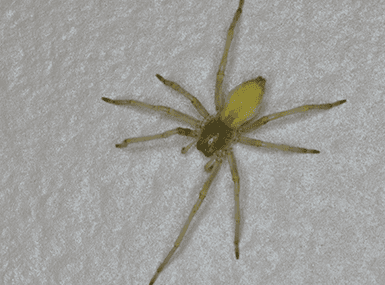Yellow Sac Spider crawling on a wall.