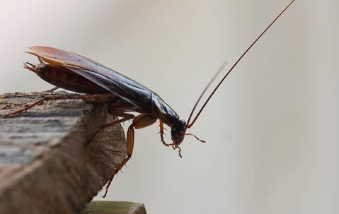 Cockroach crawling on wood.