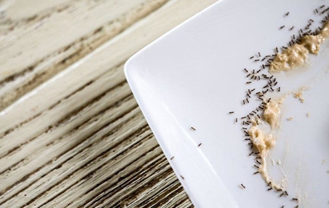 Colony of ants eating smudges of food off a plate.