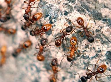 Colony of red and black ants on a rock surface.