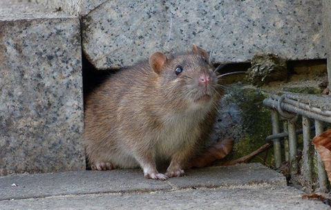 Rat crawling out of a small hole.
