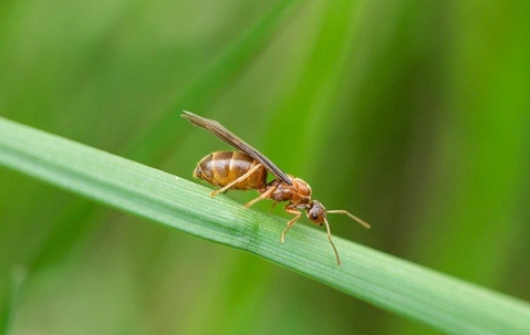 Honey Ant crawling on a blade of green grass.