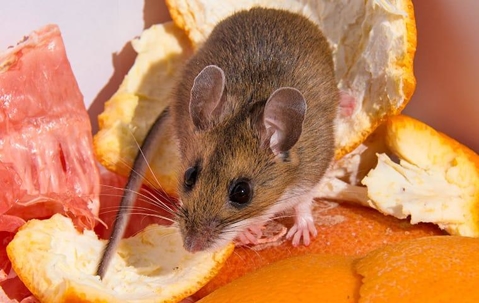 House mouse eating food waste.