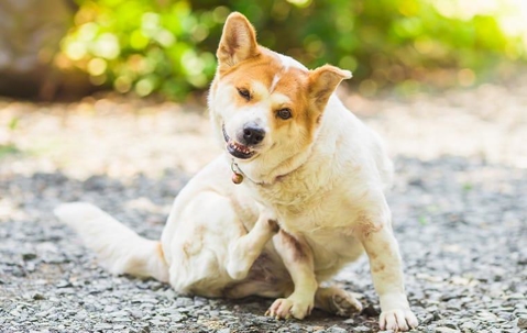 White-brown dog scratching itself on gravel.