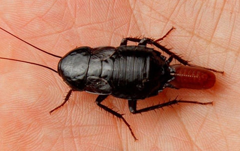 Oriental Cockroach on someone's palm.