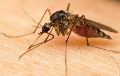 Mosquito bites someone's skin and fills its abdomen with blood.