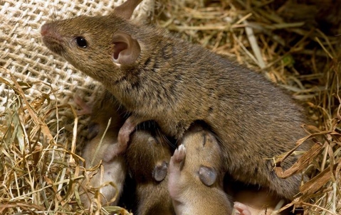 Mouse with babies in their nest of dried grass.